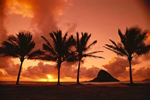 Images Dated 15th July 1996: Hawaii, Oahu, Orange Yellow Sunrise At Chinamans Hat, Palms Silhouetted A42G