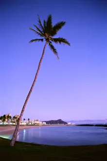 Hawaii, Oahu, View Of Diamond Head During Purple Blue Sunset, Palm In Foreground Hawaii, Oahu, View Of Diamond Head During Purple Blue Sunset, Palm In Foreground