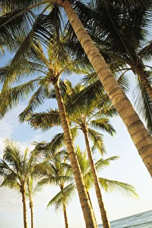 Hawaii, Oahu, Waikiki, Many Palm Trees Against Blue Sky From Below Hawaii, Oahu, Waikiki, Many Palm Trees Against Blue Sky From Below