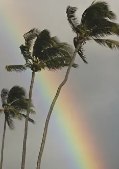 Hawaii, Three Palm Trees Bend In The Wind With A Large Vibrant Rainbow Behind Them Hawaii, Three Palm Trees Bend In The Wind With A Large Vibrant Rainbow Behind Them