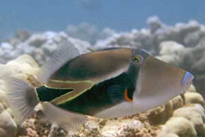 Images Dated 1st October 2004: Hawaii, Picasso Triggerfish (Rhinecanthus Rectangulus) Swimming Over Coral