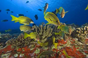 Hawaii, School Of Bluestripe Snappers (Lutjanus Kasmira) Among Coral Reef Hawaii, School Of Bluestripe Snappers (Lutjanus Kasmira) Among Coral Reef