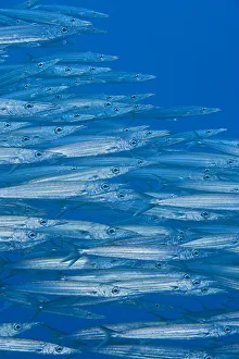 Hawaii, School Of Hellers Barracuda (Sphyraena Helleri) Hawaii, School Of Hellers Barracuda (Sphyraena Helleri)