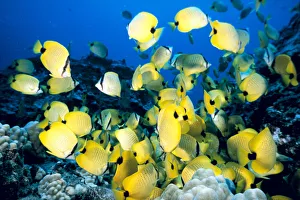 Hawaii, School Of Lined Butterflyfish (Chaetodon Lineolatus) C1945 Hawaii, School Of Lined Butterflyfish (Chaetodon Lineolatus) C1945