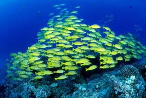 Hawaii, Schooling Bluestripe Snapper (Lutjanus Kasmira) Coral Reef C1929 Hawaii, Schooling Bluestripe Snapper (Lutjanus Kasmira) Coral Reef C1929