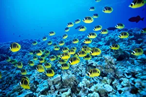 Hawaii, Schooling Raccoon Butterflyfish In Bright Blue Ocean (Chaetodon Lunula) C1960 Hawaii, Schooling Raccoon Butterflyfish In Bright Blue Ocean (Chaetodon Lunula) C1960