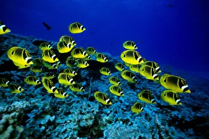 Hawaii, Schooling Raccoon Butterflyfish Over Reef (Chaetodon Lunula) C1914 Hawaii, Schooling Raccoon Butterflyfish Over Reef (Chaetodon Lunula) C1914