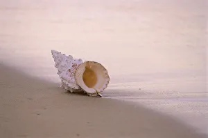 Hawaii, Detail Of Seashell Lying On Shoreline Beach At Dawn, Wet Sand Hawaii, Detail Of Seashell Lying On Shoreline Beach At Dawn, Wet Sand