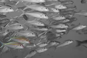 Hawaii, Selective Black And White On A School Of Yellowfin Goatfish Hawaii, Selective Black And White On A School Of Yellowfin Goatfish
