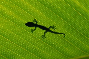 Hawaii, Silhouette Of Gecko Through Leaf Of Banana Plant Hawaii, Silhouette Of Gecko Through Leaf Of Banana Plant