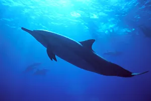 Hawaii, Spinner Dolphin (Stenella Longirostris) Near Surface, Reflections C1986 Hawaii, Spinner Dolphin (Stenella Longirostris) Near Surface, Reflections C1986