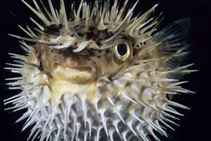 Hawaii, Spiny Puffer (Diodon Holocanthus) Close-Up With Mouth Open, Black Background Hawaii, Spiny Puffer (Diodon Holocanthus) Close-Up With Mouth Open, Black Background