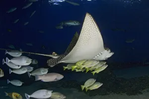 Hawaii, Spotted Eagle Ray (Aetobatis Narinari) And Reef Fish Hawaii, Spotted Eagle Ray (Aetobatis Narinari) And Reef Fish