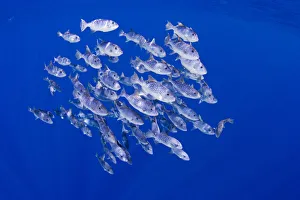 Hawaii, Spotted Oceanic Triggerfish (Canthidermis Maculatus) Reach A Length Of Approximately 20 Inches And Up To 5 Hawaii, Spotted Oceanic Triggerfish (Canthidermis Maculatus) Reach A Length Of Approximately 20 Inches And Up To 5