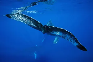 Hawaii, An underwater view of the tail of a humpback whale (Megaptera novaeangliae) Hawaii, An underwater view of the tail of a humpback whale (Megaptera novaeangliae)