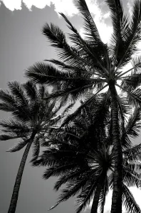Hawaii, Upward View Of Tall Palm Trees Against Sky (Black And White Photograph) Hawaii, Upward View Of Tall Palm Trees Against Sky (Black And White Photograph)