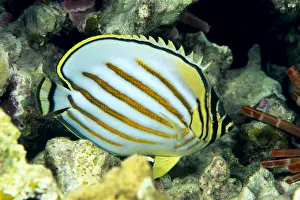 Hawaii, Side Back View Of Orange Striped Ornate Butterflyfish (Chaetodon Ornatissimus) Hawaii, Side Back View Of Orange Striped Ornate Butterflyfish (Chaetodon Ornatissimus)