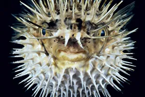 Hawaii, Front View Of Spiny Puffer (Diodon Holocanthus) Close-Up With Black Background Hawaii, Front View Of Spiny Puffer (Diodon Holocanthus) Close-Up With Black Background