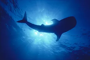Hawaii, Whale Shark Backlit By Sunburst (Rhincodon Typus) Silhouette Hawaii, Whale Shark Backlit By Sunburst (Rhincodon Typus) Silhouette