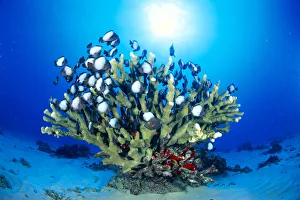 Hawaiian Reef Scene With Antler Coral And Reef Fish, Sunburst In Clear Blue Water Hawaiian Reef Scene With Antler Coral And Reef Fish, Sunburst In Clear Blue Water
