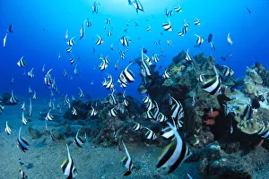 Hawaiian Reef Scene With Pennantfish (Heniochus Diphreutes) C1950 Hawaiian Reef Scene With Pennantfish (Heniochus Diphreutes) C1950
