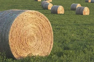 Hay Bales In Green Alfalfa Field, Alberta, Canada Hay Bales In Green Alfalfa Field, Alberta, Canada
