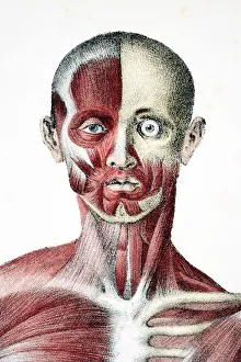 Head And Shoulders Of The Male Human Body Showing Muscles Sinews And Bones From The Vessels Of The Human Body Edited By Head And Shoulders Of The Male Human Body Showing Muscles Sinews And Bones From The Vessels Of The Human Body Edited By