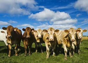 Images Dated 8th September 2010: Herd Of Beef Cattle; Tiger Hills, Manitoba, Canada