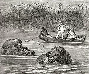 Historical Collection: Hippopotamus Hunting In Africa In The 19Th Century. From Africa By Keith Johnston, Published 1884