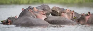 Two Hippos (Hippopotamus Amphibius) In A Group In A Lake, Resting Their Heads On Two Hippos (Hippopotamus Amphibius) In A Group In A Lake, Resting Their Heads On