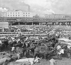 Historic image in black and white of cattle in Union Stock Yards in Chicago, circa 1900; Chicago, Illinois Historic image in black and white of cattle in Union Stock Yards in Chicago, circa 1900; Chicago, Illinois