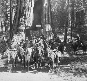 Historic image in black and white of Cavalry Passing Through The Great Tree, circa 1900; California Historic image in black and white of Cavalry Passing Through The Great Tree, circa 1900; California