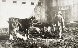 Historic Photograph Of Piglet Nursing From Cow From 19th Century Historic Photograph Of Piglet Nursing From Cow From 19th Century