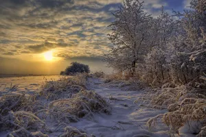 Hoar Frost Covered Trees At Sunrise In The Alberta Prairies Hoar Frost Covered Trees At Sunrise In The Alberta Prairies