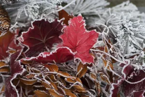 Hoarfrost Covers Holiday Decorations On A Wreath, Christmas Season; Minnesota, United States Of America Hoarfrost Covers Holiday Decorations On A Wreath, Christmas Season; Minnesota, United States Of America