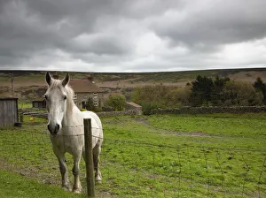 Horse Peering Over Fence, North Yorkshire, England Horse Peering Over Fence, North Yorkshire, England