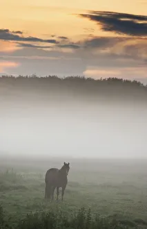 Horse Standing In The Mist, Northumberland, England Horse Standing In The Mist, Northumberland, England