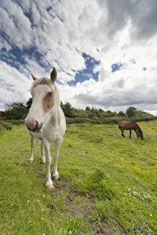 Horses Grazing In A Field; Northumberland, England Horses Grazing In A Field; Northumberland, England