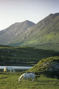 Horses Grazing On A Landscape, County Kerry, Republic Of Ireland Horses Grazing On A Landscape, County Kerry, Republic Of Ireland