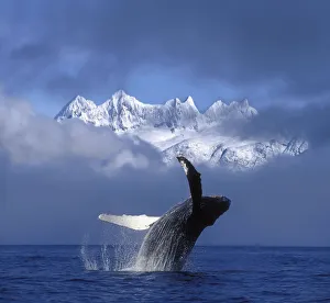 Humpback Whale Breaches In Clearing Fog Se Ak Spring W/Mendenhall Towers Background Composite Humpback Whale Breaches In Clearing Fog Se Ak Spring W/Mendenhall Towers Background Composite