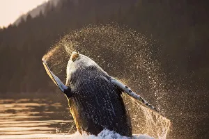 Humpback Whale Breaching Near Sunset Inside Passage Southeast Alaska Summer Humpback Whale Breaching Near Sunset Inside Passage Southeast Alaska Summer