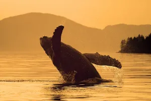 Humpback Whale Breaching @ Sunset W/Coast Mountains Background Inside Passage Se Alaska Summmer Humpback Whale Breaching @ Sunset W/Coast Mountains Background Inside Passage Se Alaska Summmer
