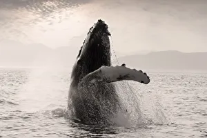 Humpback Whale Breaching W/Coast Mountains Background Inside Passage Se Alaska Summmer Humpback Whale Breaching W/Coast Mountains Background Inside Passage Se Alaska Summmer