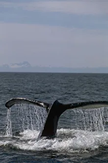 Humpback Whale Fluke Frederick Sound Se Ak Summer Humpback Whale Fluke Frederick Sound Se Ak Summer