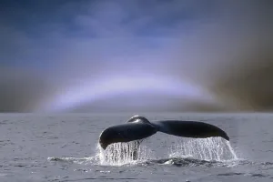 Humpback Whale Fluke On Surface Of Water W/Fogbow On Horizon Se Alaska Summer Composite Humpback Whale Fluke On Surface Of Water W/Fogbow On Horizon Se Alaska Summer Composite