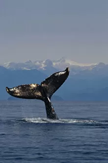 Images Dated 24th January 2005: Humpback Whale Fluke Out Of Water Inside Passage Se Ak Summer Tongass Nf