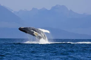 Humpback Whale In Inside Passage Leaping Out Of The Water Southeast Alaska Summer Humpback Whale In Inside Passage Leaping Out Of The Water Southeast Alaska Summer