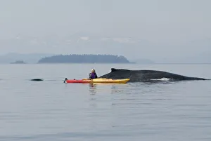 Humpback Whale Surfaces Near A Woman Sea Kayaker In Frederick Sound, Inside Passage, Southeast Alaska, Summer Humpback Whale Surfaces Near A Woman Sea Kayaker In Frederick Sound, Inside Passage, Southeast Alaska, Summer