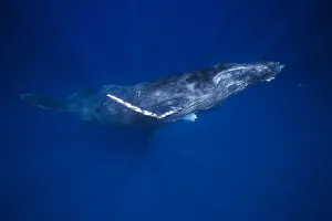 Humpback Whales (Megaptera Novaeangliae) Underwater; Hawaii, United States Of America Humpback Whales (Megaptera Novaeangliae) Underwater; Hawaii, United States Of America