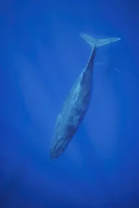 Humpback whales (Megaptera novaeangliae) underwater; Hawaii, United States of America Humpback whales (Megaptera novaeangliae) underwater; Hawaii, United States of America